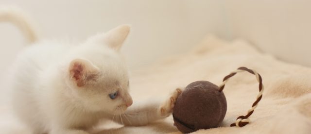 961679_s AI時代のスキルシェアで生き残るには?ココナラ出品者が今すぐ見直すべき5つのこと